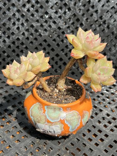 璀璨绚丽璀璨糖心璀璨多肉露养控养木质大老桩盆栽植物一物一拍