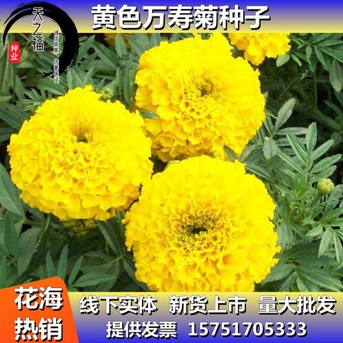 万寿菊种子蜂窝菊万寿菊花种籽臭芙蓉臭菊蝎子菊耐寒