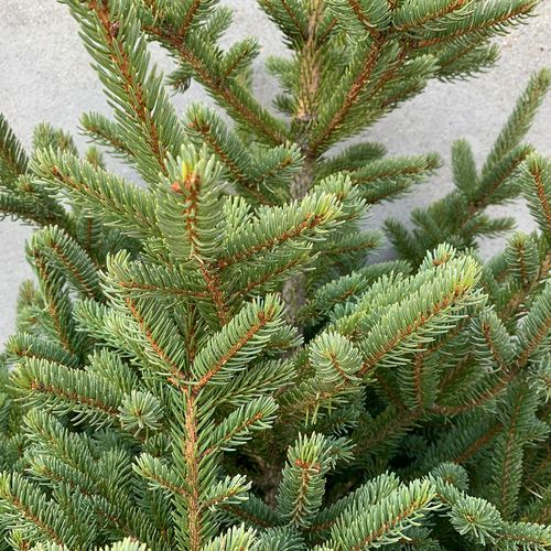 盆栽花卉 云杉树 云杉树苗植物圣诞节松树 挪威云杉