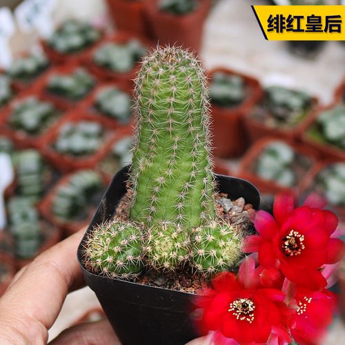 绯红皇后白檀仙人球精养红花美观好养丽花仙人掌多肉防辐射小盆栽
