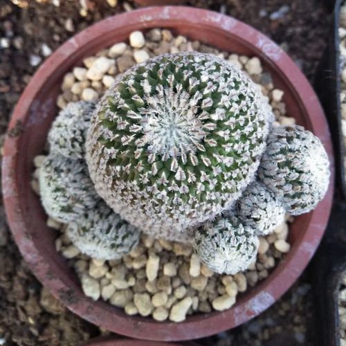 自根精巧殿仙人球稀有品种娇丽属白色不扎手吸甲醛防辐射植物