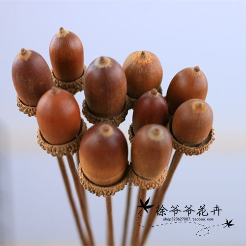 橡树果子天然橡果带壳橡树果橡碗子摆件干花居家饰品栎树果橡实果