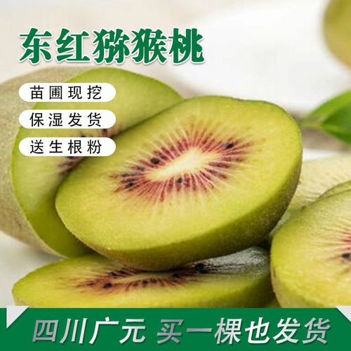 四川苍溪猕猴桃树苗东红猕猴桃树苗包成活猕猴桃嫁接苗子
