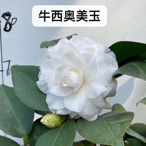 牛西奥美玉茶花盆栽纯白嫁接一对一选桂平益农夫基地直销正品保证