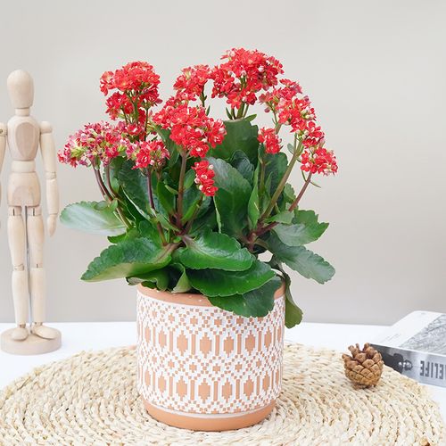 北京长寿花带花苞开花爆盆净化空气送老人花卉盆栽桌面室内办公室