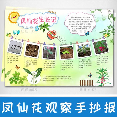 凤仙花观察日记手抄报植物变化手抄报植物观察日记电子小报a348k