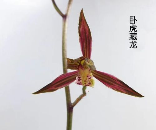 【冯达锋国兰】样品兰花苗墨兰:卧虎藏龙