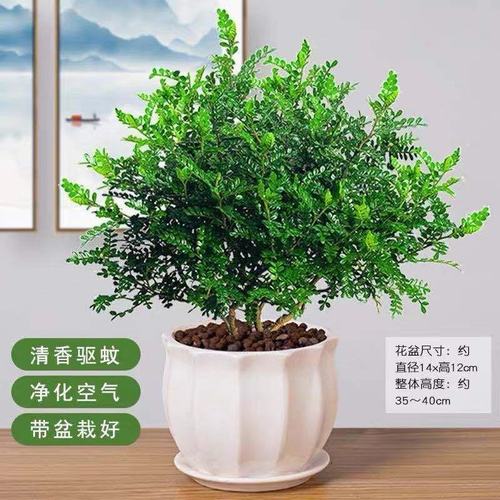 清香木盆栽驱蚊虫草室内吸甲醛四季常青盆景花卉九里香胡椒木绿植