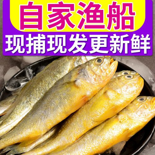 御泸鲜湘生鲜店精选好货【顺丰快递】新鲜精品海捕纯野小黄花鱼新鲜