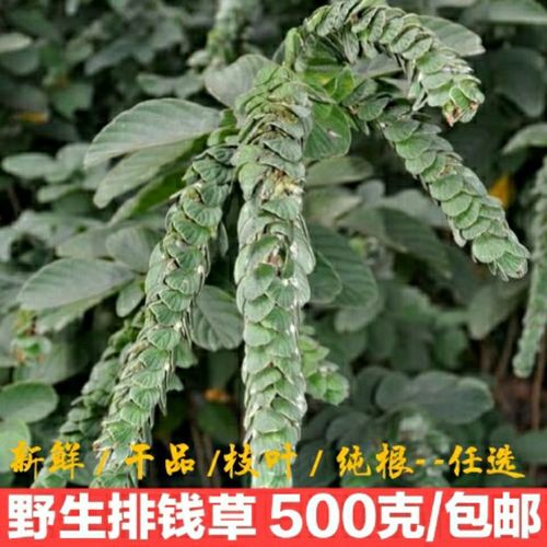 野生排钱草 金钱豹 钱串草掌牛郎天然中草药毛钱草龙磷草干品包邮