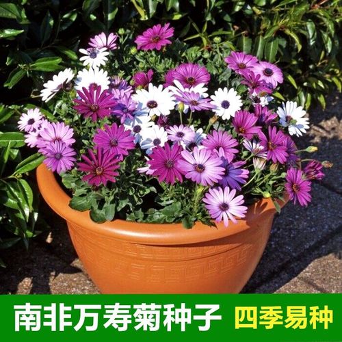 南非万寿菊种子 仙客来 满天星 波斯菊花卉种子四季播种阳台盆栽
