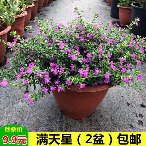 满天星花苗盆栽阳台庭院花园多年生耐寒四季开花植物细叶满天星花