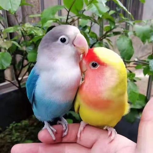 鹦鹉鸟彩色鸟活体黄桃绿桃黄金丝鹦鹉牡丹绿金丝牡丹蓝银绿银包活豪蚨
