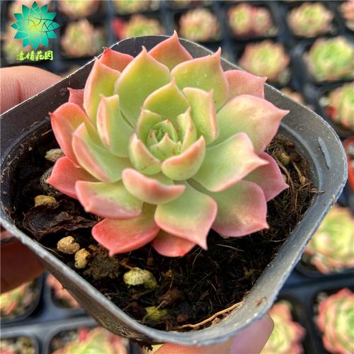 沙漠玫瑰 多肉植物 新手肉肉 控养精品 超萌 室内花卉 组合盆栽