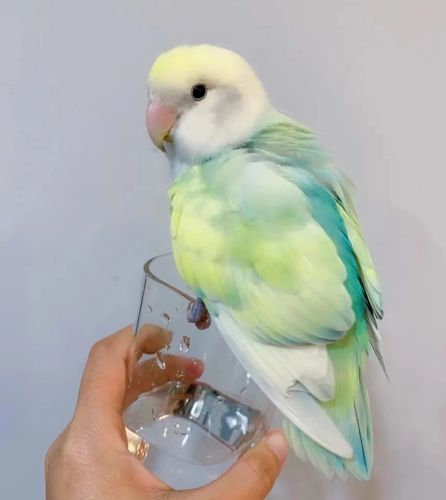 牡丹鹦鹉爱情鸟活鹦鹉鸟手养鸟亲人断奶面类可训练技能活体宠物鸟