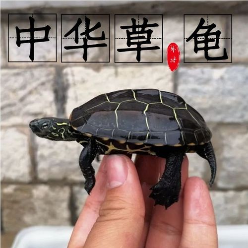 中华草龟 小乌龟活体外塘长寿龟宠物水龟金线龟活物龟墨龟草龟苗
