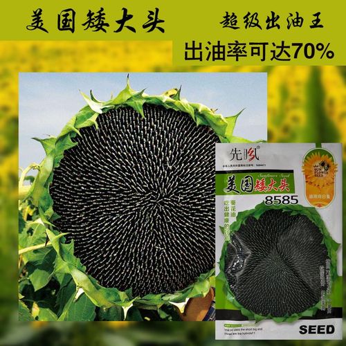美国矮大头油葵种子 高榨油量可达70%葵花籽种子 油用向日葵种子