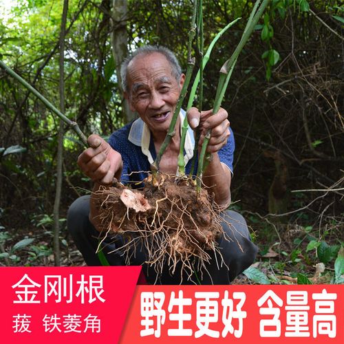 广东野生新鲜菝葜500克金刚刺金刚藤根拔葜菝契无硫药材泡酒草药