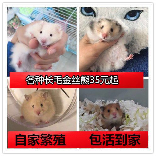 长毛纯银金丝熊米白熊色杂银纯银熊熊类金丝鼠长毛鼠西施熊珍珠熊