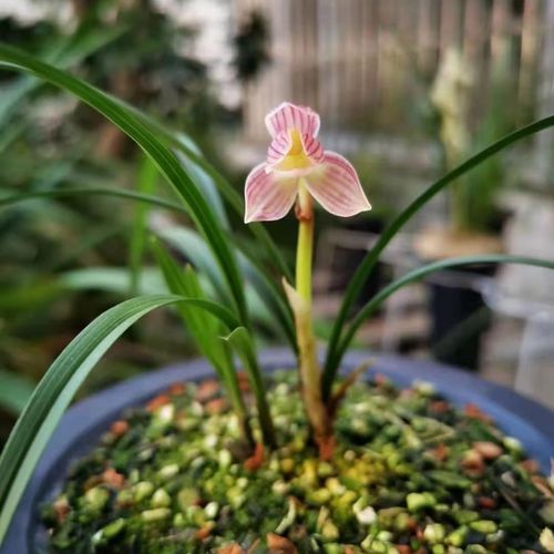 莲瓣兰旭日,喜欢私聊!