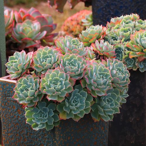 海啸包菜进口贵货高档多肉植物组合盆栽绿植花卉稀有品种大型肉肉