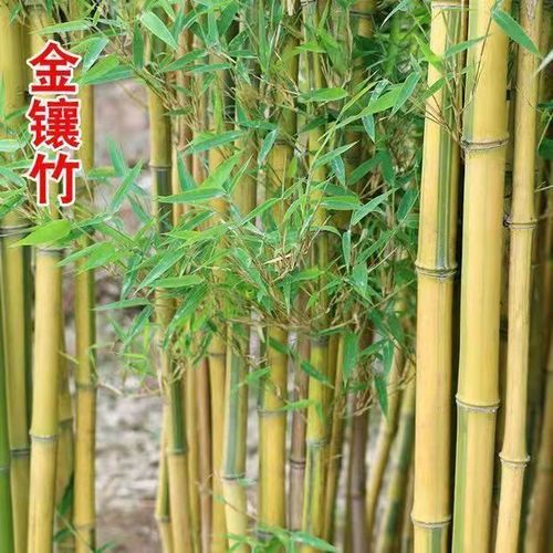 竹子苗四季常青植物庭院种植观赏景观竹金镶玉竹室外黄金竹盆栽竹