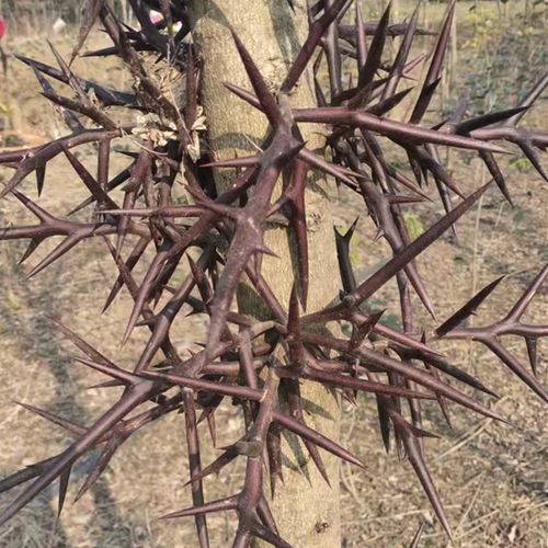 深山野皂荚刺500g精选纯刺无枝中药材皂荚刺天然皂荚刺皂角刺