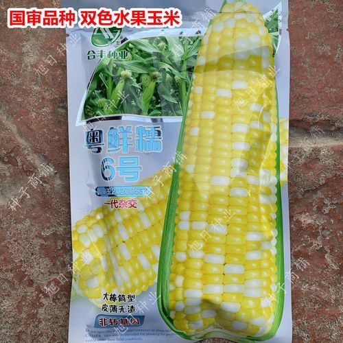 双色水果玉米种籽孑粤鲜糯6号早熟薄皮无渣生食春秋两季 国审品种