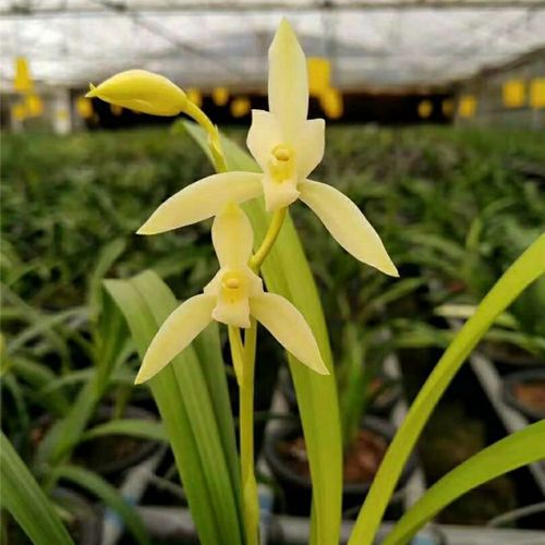 【芽黄素】兰花建兰 传统色花234苗装