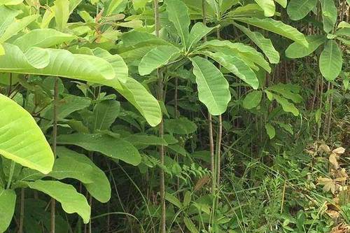 35/棵 厚朴树  低价出售厚朴苗