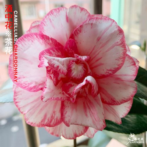 酒中花精品茶花盆栽稀有名贵花卉树苗室内外阳台花园耐寒好养绿植