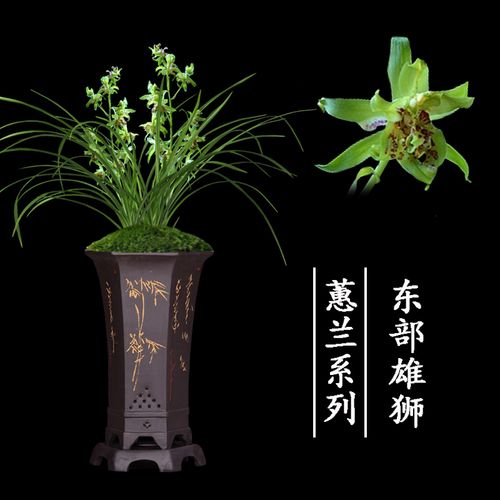 极品0蕙兰兰花非常容易兰花苗植物盆栽东部花苞好养浓y香客厅名贵
