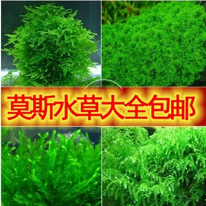 鱼缸水族箱三角珊瑚火焰莫斯摩斯水草圣诞松茸水晶怪蕨垂泪莫丝