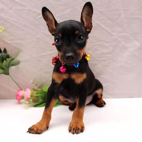 小鹿犬活体宠物狗小鹿犬幼崽铁包金色黑色鹿犬小体茶杯狗狗活物【8月6