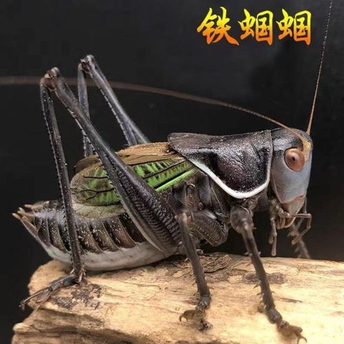 螽庆鸣虫 新脱铁蝈蝈 全部包邮 赠蝈蝈饲料1罐 4只赠杂色蝈蝈一只