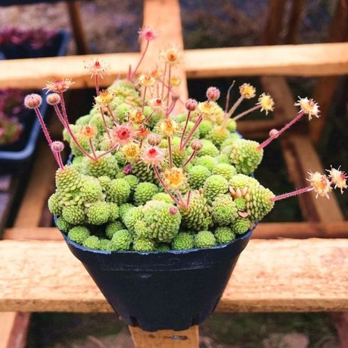瑞典魔男多肉植物阳台庭院植物花卉盆栽群生稀有奇趣绿植新手好养