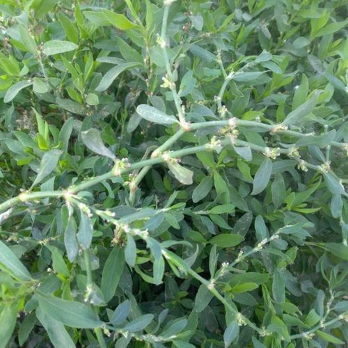 扁蓄草猪芽草,莲子草扁蓄草500克新鲜晒干