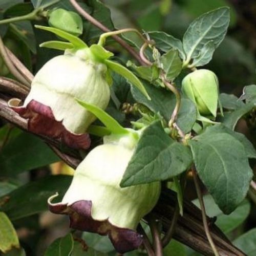 药材苗 四叶参奶参 羊乳参 山海螺  狗头参苗 阳台室内庭院参锩