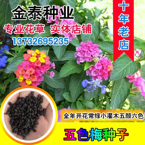五色梅种子五彩花五雷丹五色绣球四季庭院春夏季驱蚊马樱丹种子籽