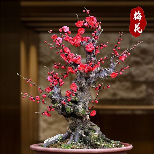 梅花盆栽红梅花盆景红梅腊梅树苗造型乌梅室内外庭院花卉绿植耐寒