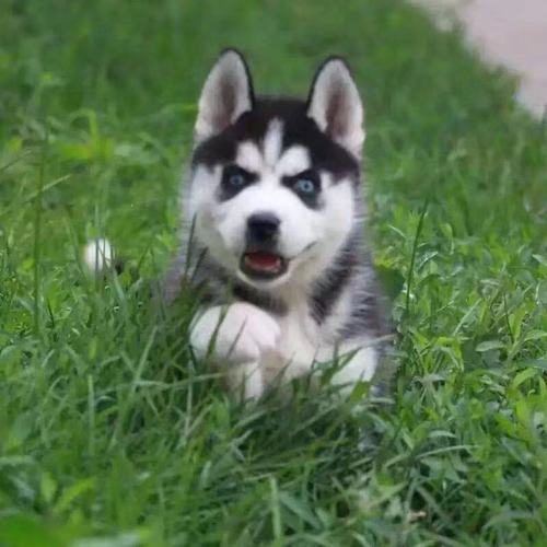 哈士奇幼犬纯种家养宠物狗狗二哈幼犬活体二哈幼崽双蓝眼巨型【3月10