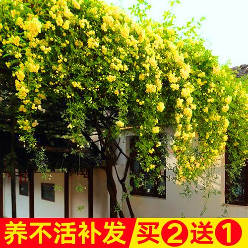 红木香花盆栽四季爬藤植物特大花苗盆栽攀爬浓香花卉黄木香七里香