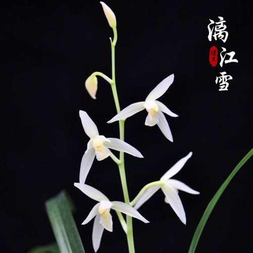 名贵兰花苗 漓江雪 建兰四季兰雪白花庭院客厅绿色植物浓香型花卉