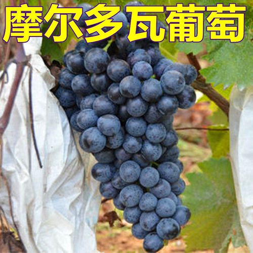 摩尔多瓦蓝莓葡萄苖庭院爬藤蓝莓葡萄盆栽果树苖南方北方种植