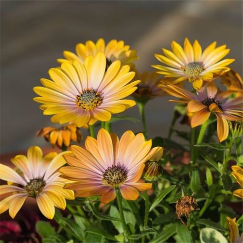 南非万寿菊种子非洲菊四季播种园林景观绿化庭院阳台花卉种子种籽