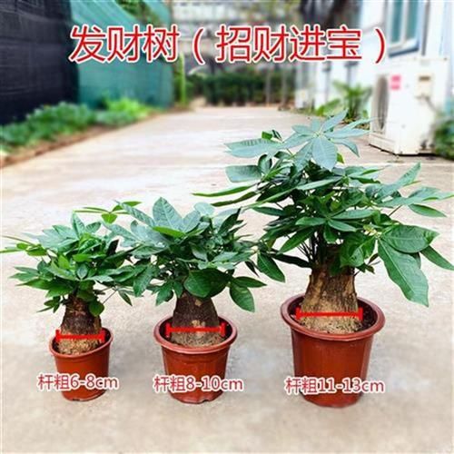 发财树盆栽甲棵摇钱树客厅花卉吸大物绿植室内招财绿色植醛小盆.