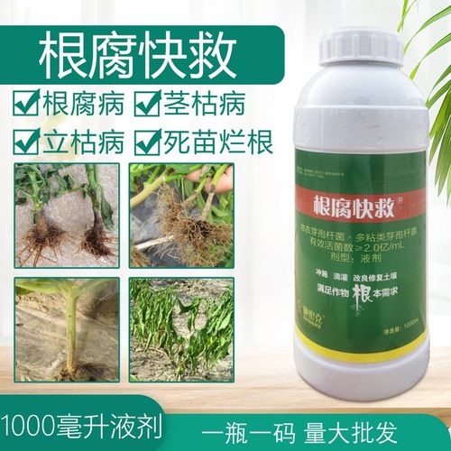 根腐快救防治果树辣椒草莓烂根黑根沤根红根病立枯青枯病根腐病药