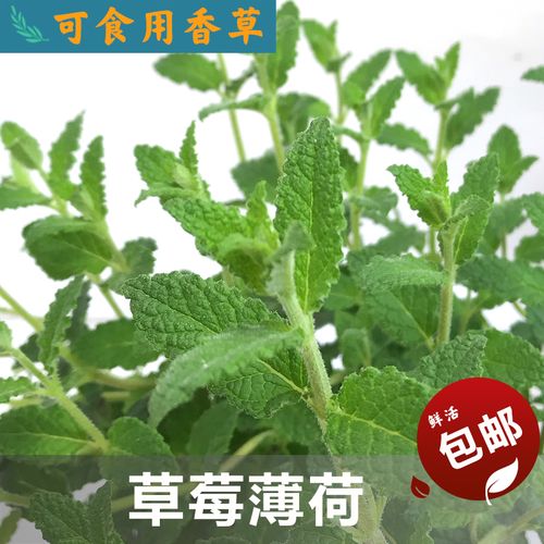 草莓薄荷可食用植物盆栽种苗花草芳香鸡尾酒夏天做菜茶饮香料香草