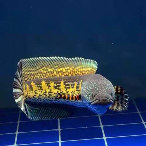 黄金眼镜蛇,雷龙鱼,黄金眼镜蛇雷龙鱼,可挑选鱼,精品雷龙鱼