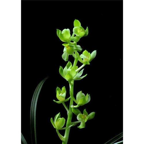 自然老种兰花苗蕙兰名品【王氏素荷】浓香阳台绿植花卉盆栽园艺